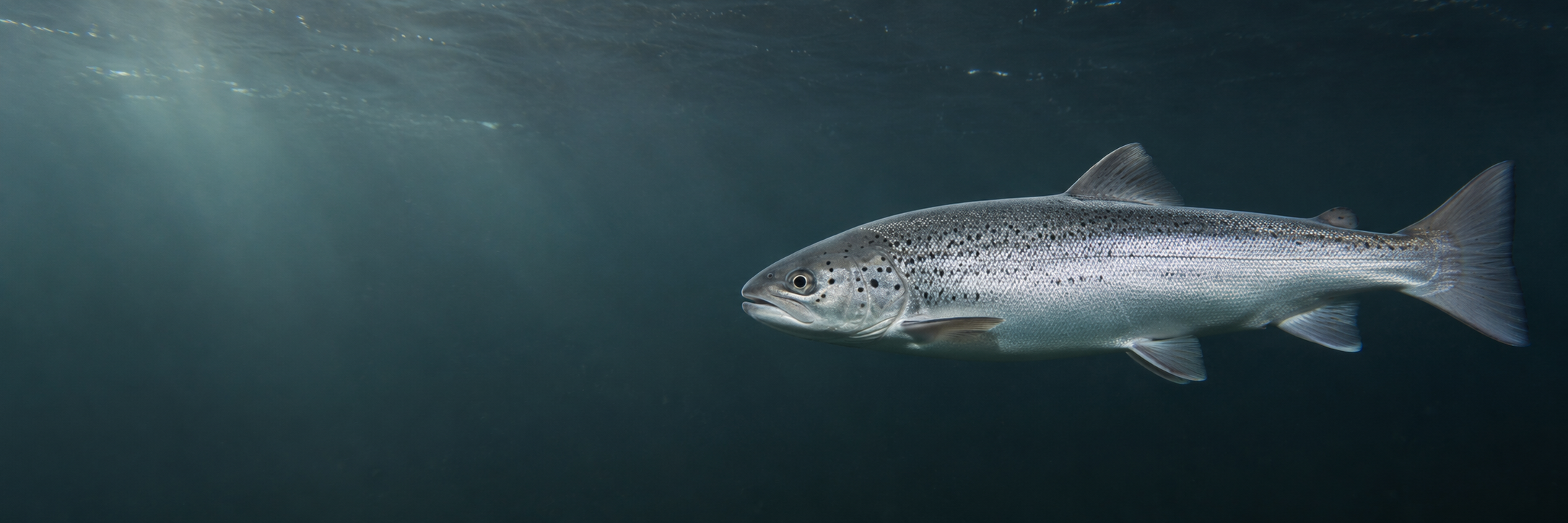 Dollaghan underwater