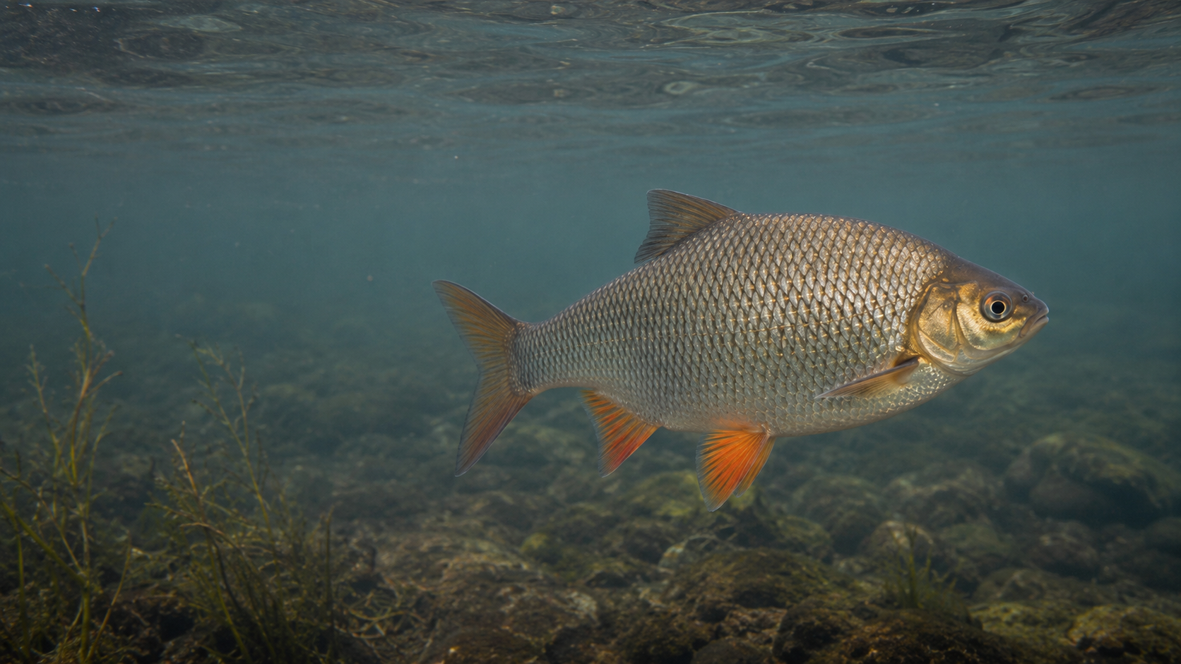 Hybrids underwater