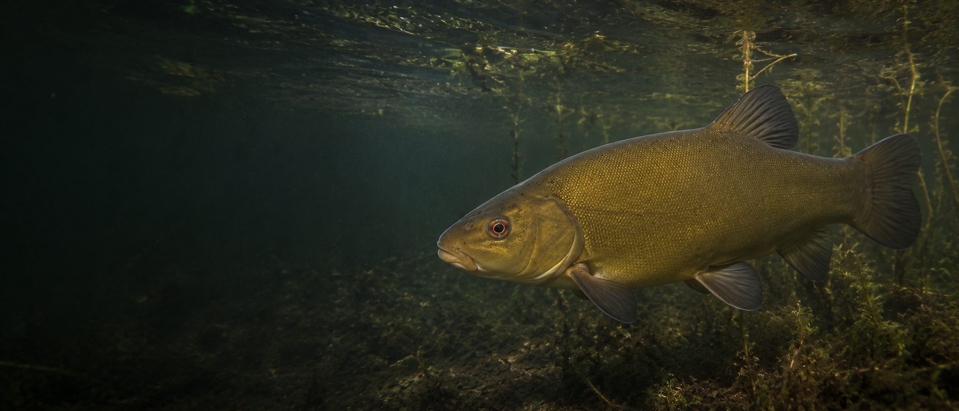 Tench underwater